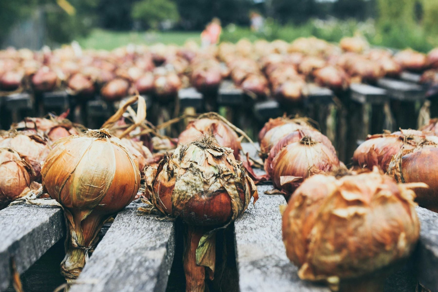 Onion & Garlic Sets