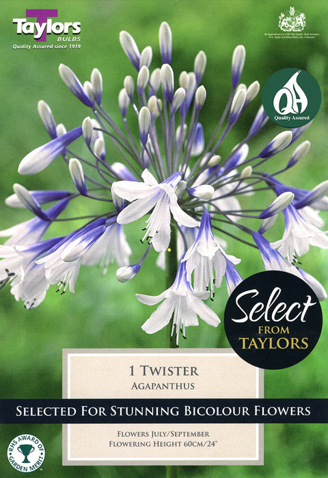 XL Agapanthus Twister