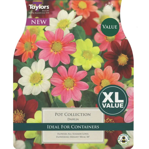 XL Dahlia Pot Collection