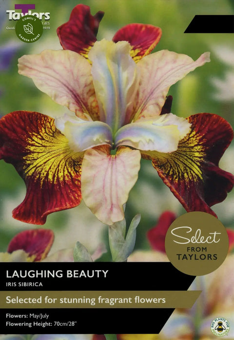 Select Premium Iris Sibirica Laughing Beauty