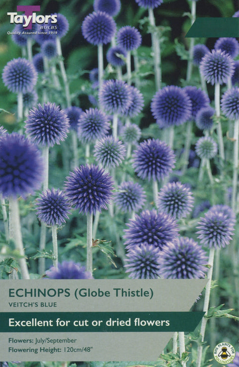 Echinops Veitch's Blue